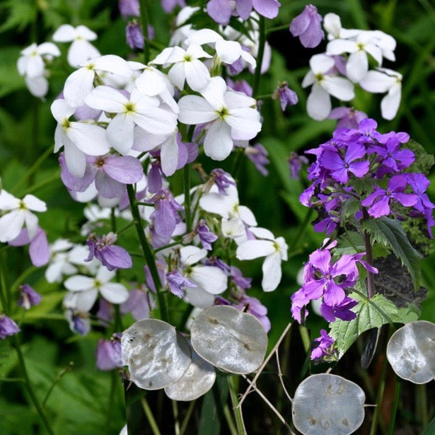 money plant flowering Money Plant Lunaria – Stoner Seed Co