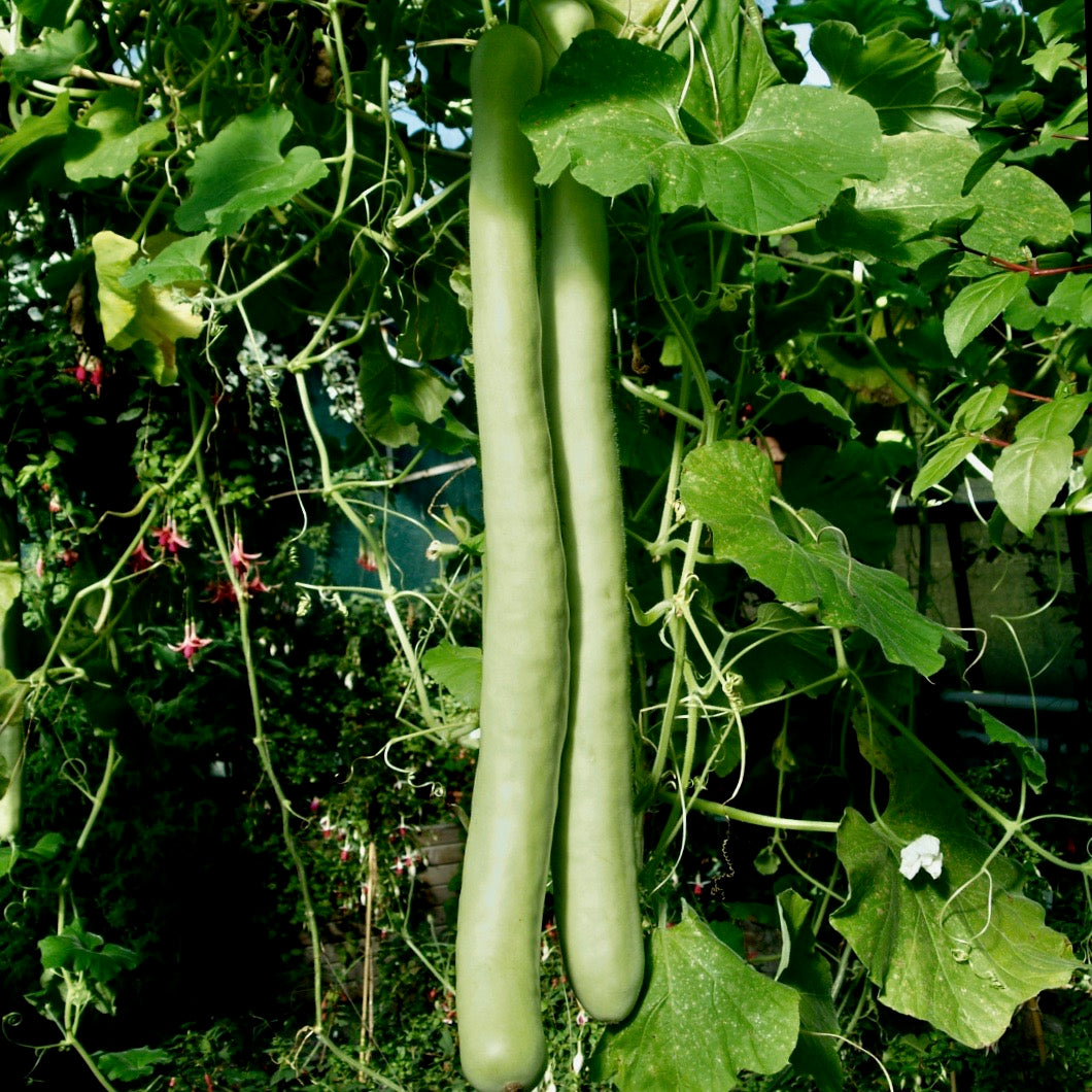 planting snake gourd seeds Gourd