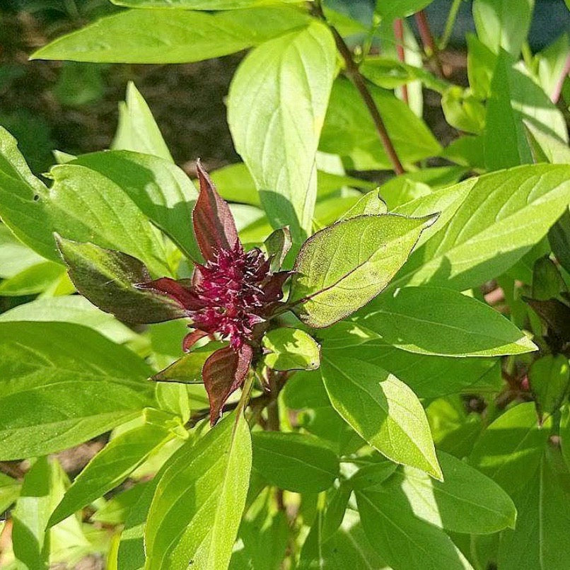 Basil Thai Siam Queen