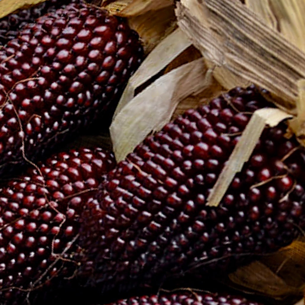 Corn