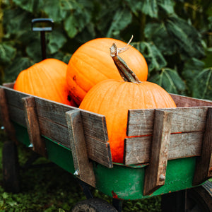 Pumpkins