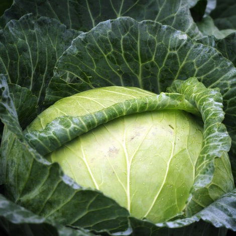 Cabbage