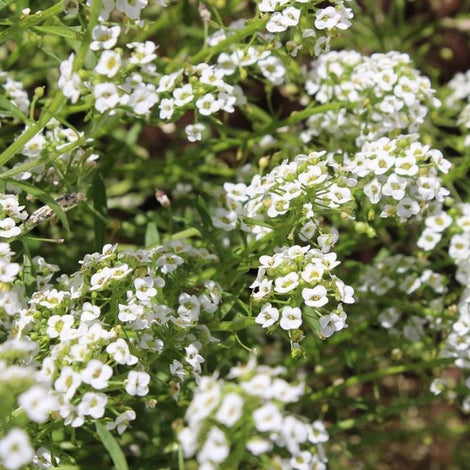 Alyssum Carpet of Snow