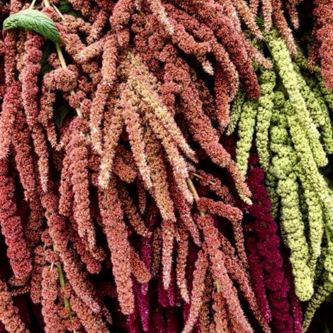 Amaranth