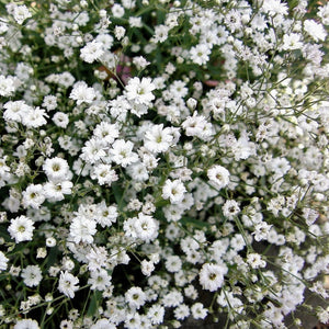 Baby's Breath