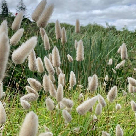 Bunny Tails