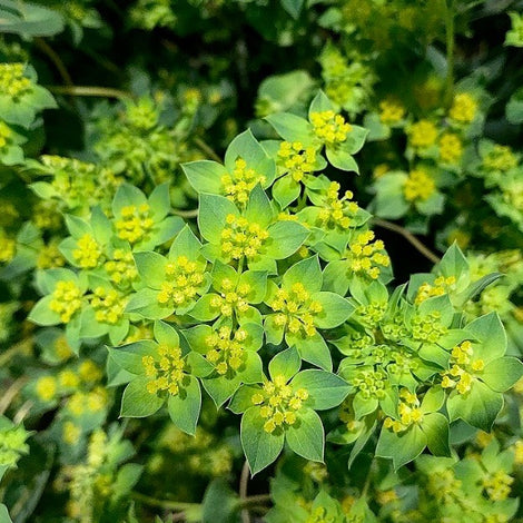 Bupleurum