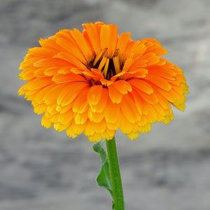 Calendula