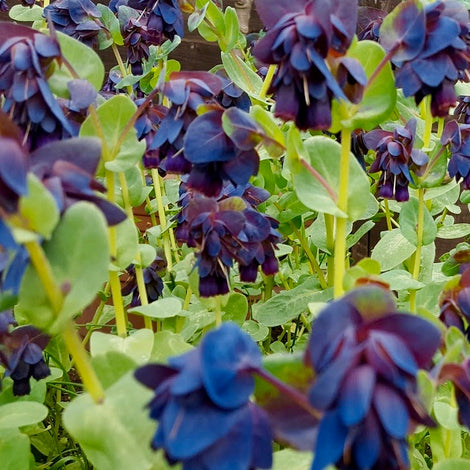 Honeywort (Cerinthe major)