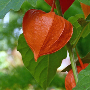 Chinese Lanterns