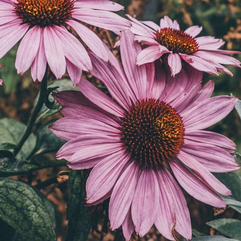 Echinacea Purpurea