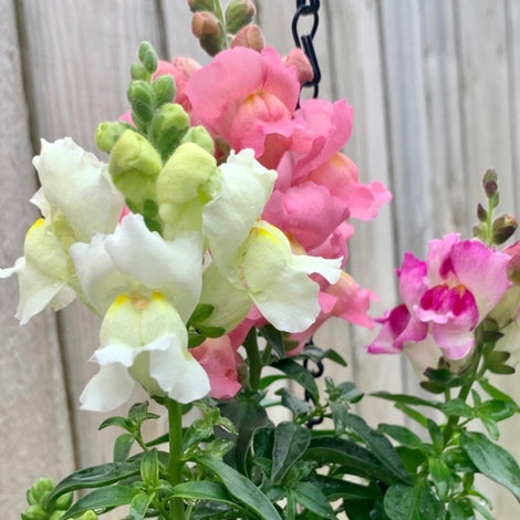 Snapdragons