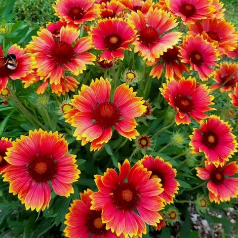 Gaillardia Blanket Flower