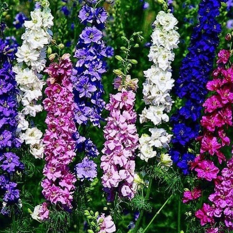 Larkspur (Delphinium)