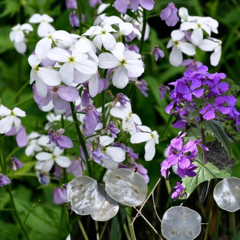 Lunaria