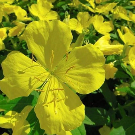 Evening Primrose