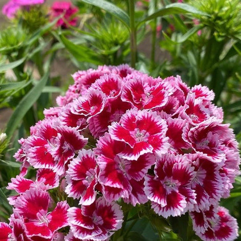 Sweet William