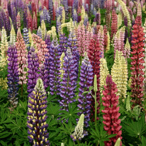 Lupine