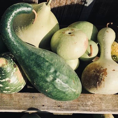 Gourds