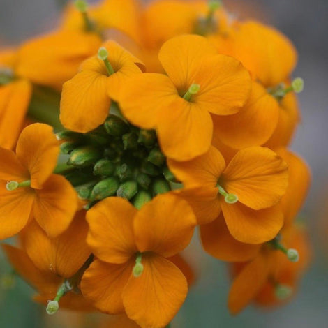 Siberian Wallflower