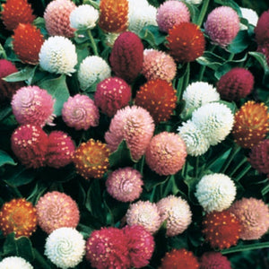 Gomphrena