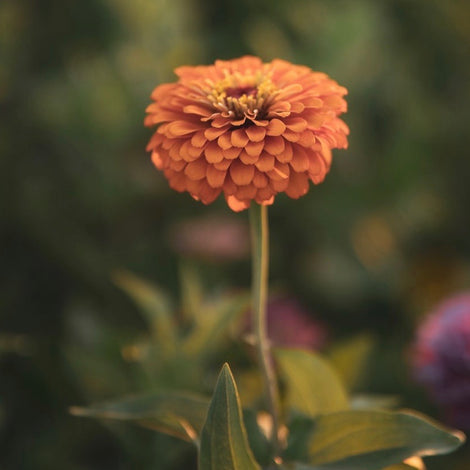 Zinnia