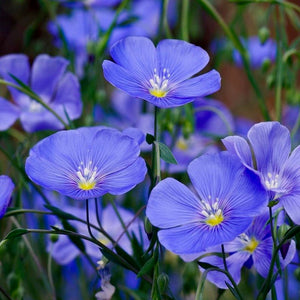 Blue Flax