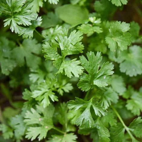 Coriander Santo Cilantro