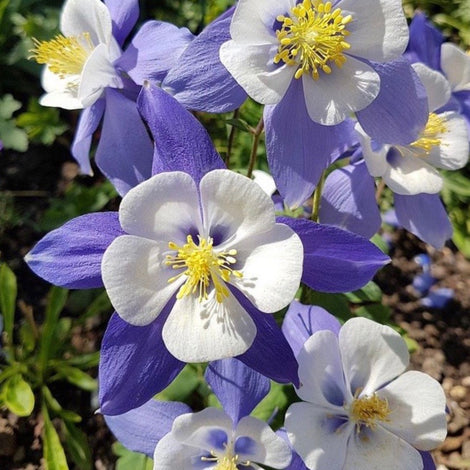 Columbine