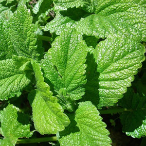 Lemon Balm