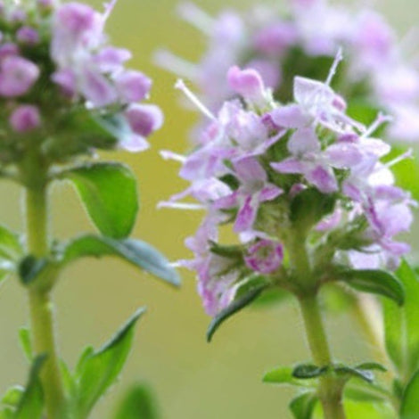 Summer Savory