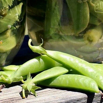 Peas - Dwarf Gray Sugar (Sugar Snow Peas)