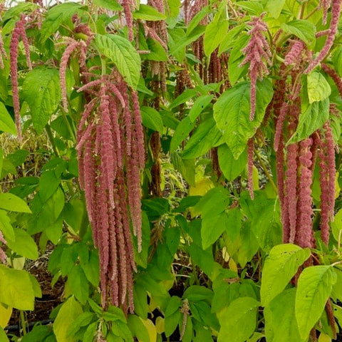 Amaranth - Coral Fountain