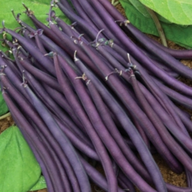 Beans - Amethyst Beans (bush type)