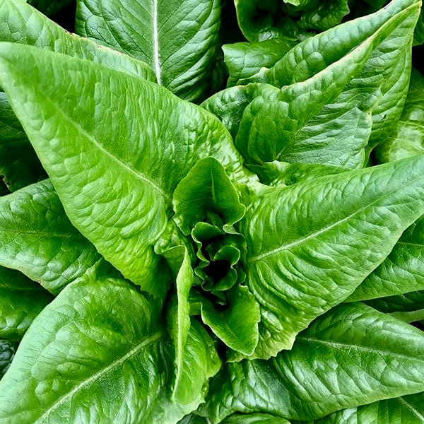 Lettuce - Amish Deer Tongue