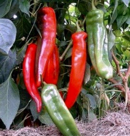 Hot Peppers - Anaheim Chili