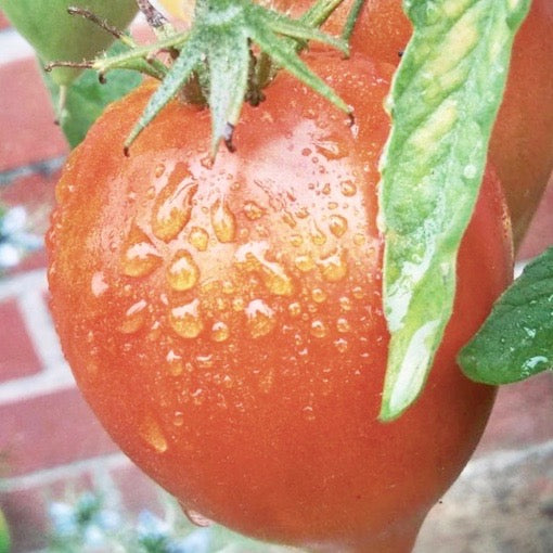 Tomato - Anna Russian I