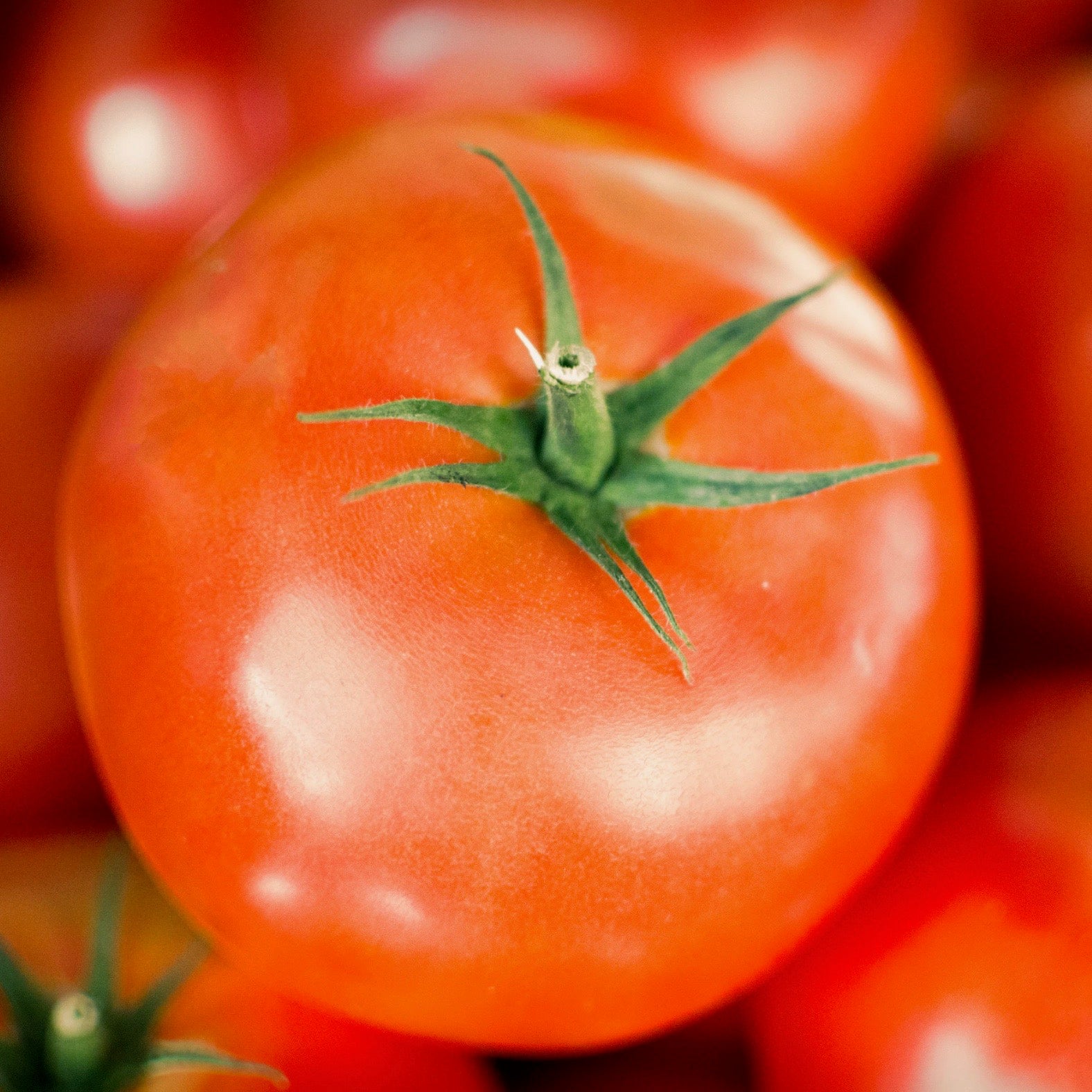 Tomato - Arkansas Traveler I