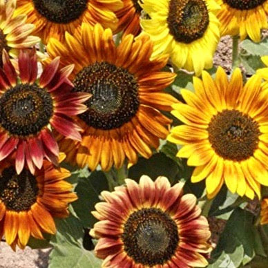 Sunflowers - Autumn Beauty