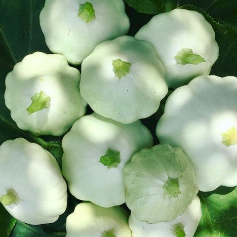 Squash - Benning's Green Tint Scallop Squash (Summer Squash)