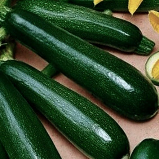 Squash - Black Zucchini (Summer Squash)