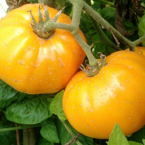 Tomato - Brandywine Yellow