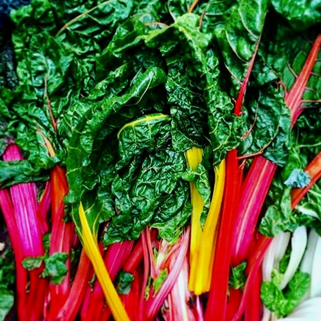 Swiss Chard - Bright Lights