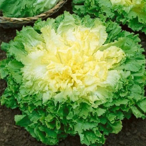 Endive - Broadleaf Batavian