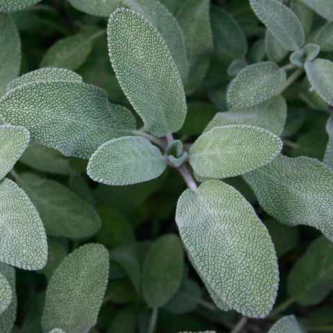 Sage - Broadleaf Sage