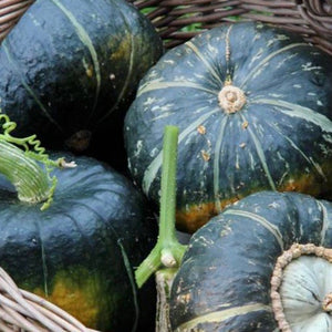 Squash - Burgess Butternut (Winter Squash)