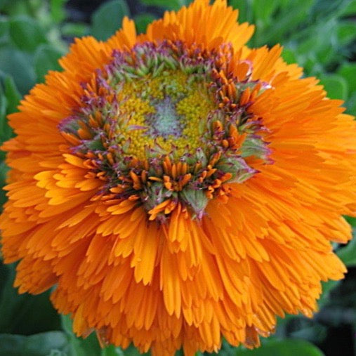 Calendula - Greenheart Orange