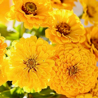 Zinnia - Canary Bird Yellow Dahlia Type