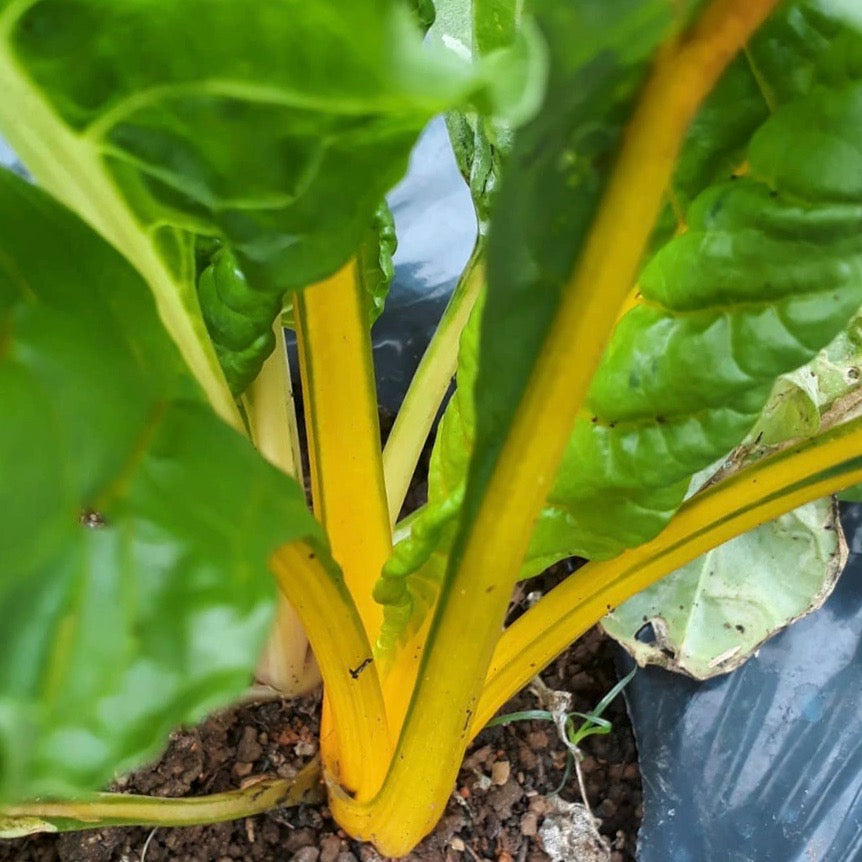 Semillas De Acelga Amarilla Orgánica - 30 G, Para Microvegetales, Brotes, Huerto En Tierra