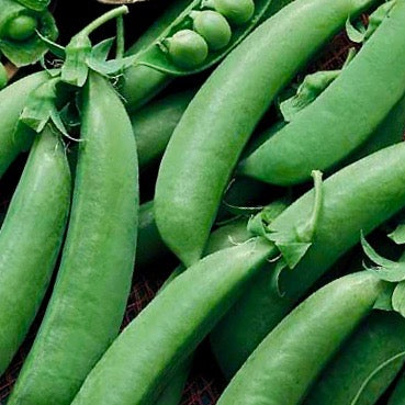 Peas - Cascadia (Sugar Snap Peas)